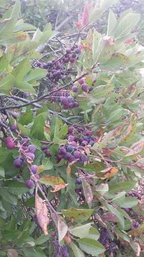 Prunus maritima (Beach Plum) (alternate view 6)