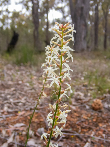 Stackhousia monogyna (Creamy Candles) (alternate view 6)