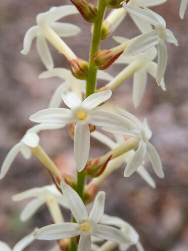 Stackhousia monogyna (Creamy Candles) (alternate view 7)
