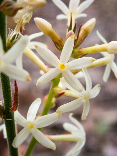 Stackhousia monogyna (Creamy Candles) (alternate view 8)