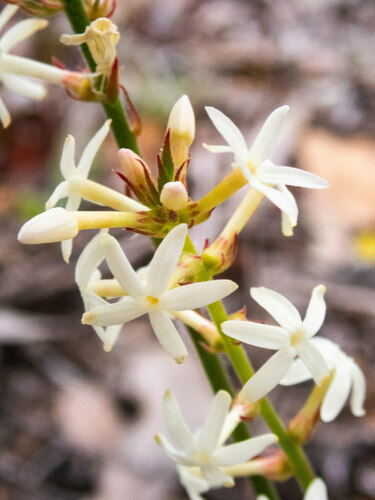 Stackhousia monogyna (Creamy Candles) (alternate view 9)