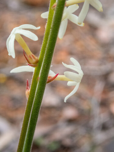 Stackhousia monogyna (Creamy Candles) (alternate view 10)