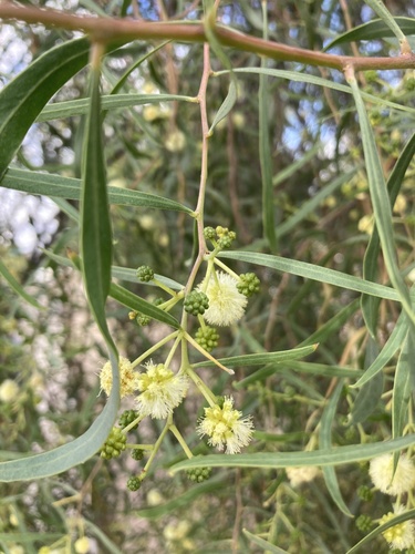 Acacia salicina (Willow Acacia) (alternate view 6)