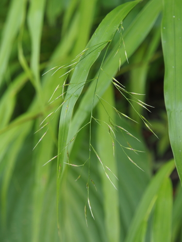 Hakonechloa macra (Hakone grass) (alternate view 5)
