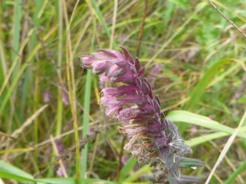 Odontites vernus (Red Bartsia)