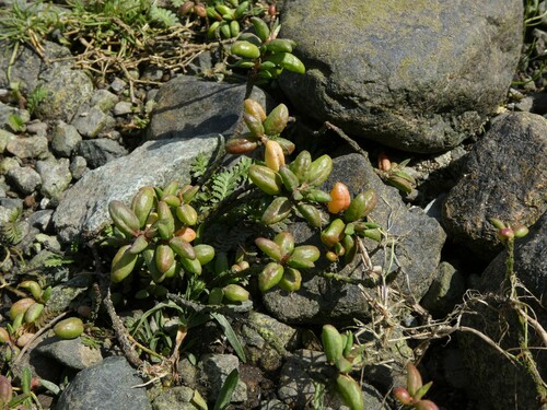 Polygonum (knotweeds) (alternate view 7)