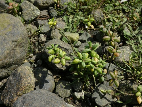 Polygonum (knotweeds) (alternate view 6)
