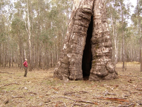 Eucalyptus camaldulensis (River Red Gum) (alternate view 6)