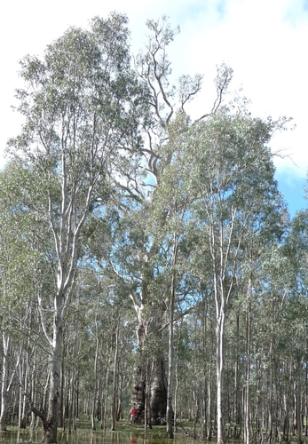 Eucalyptus camaldulensis (River Red Gum) (alternate view 7)