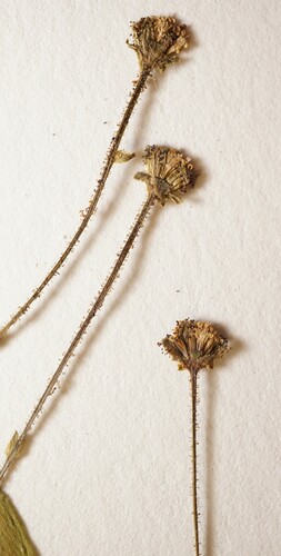 Adenocaulon bicolor (American trailplant) (alternate view 3)