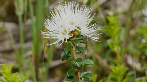Kunzea pomifera (Muntries) (alternate view 3)
