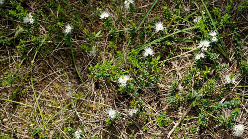 Kunzea pomifera (Muntries) (alternate view 5)