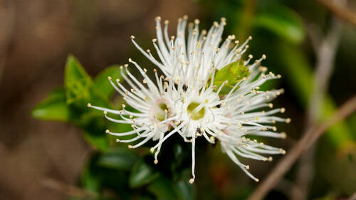 Kunzea pomifera (Muntries) (alternate view 4)
