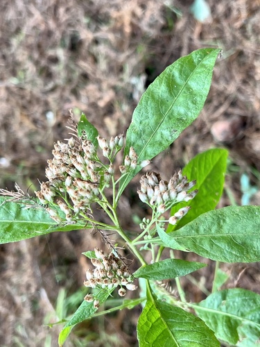 Pluchea camphorata (Camphor-weed) (alternate view 5)