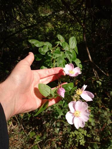 Rosa californica (California Wild Rose) (alternate view 6)