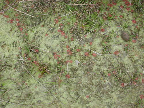 Drosera spatulata (Rosy Sundew) (alternate view 9)