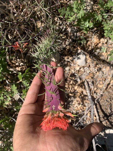 Castilleja linariifolia (Wyoming Paintbrush)