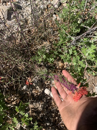 Castilleja linariifolia (Wyoming Paintbrush) (alternate view 2)