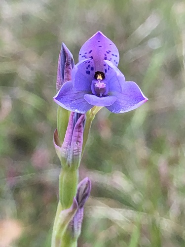 Thelymitra ixioides (spotted sun-orchid) (alternate view 6)