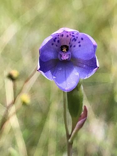 Thelymitra ixioides (spotted sun-orchid) (alternate view 8)