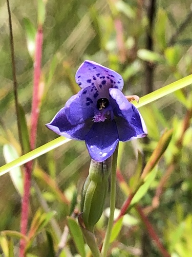 Thelymitra ixioides (spotted sun-orchid) (alternate view 9)