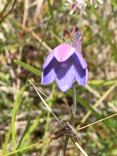Thelymitra ixioides (spotted sun-orchid) (alternate view 10)