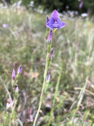Thelymitra ixioides (spotted sun-orchid) (alternate view 7)