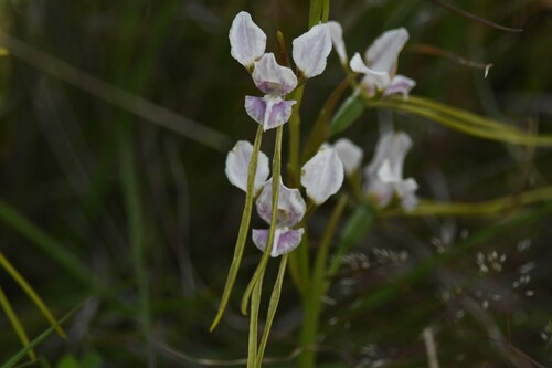 Diuris (Double Tails) (alternate view 5)