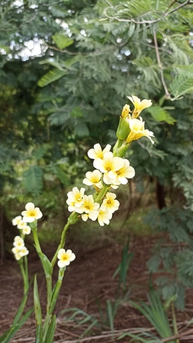 Sisyrinchium striatum (pale yellow-eyed grass)