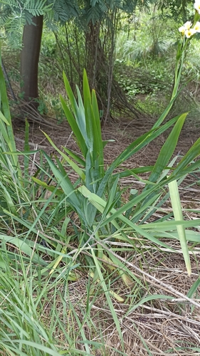Sisyrinchium striatum (pale yellow-eyed grass)