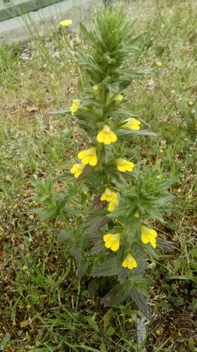 Bellardia viscosa (Yellow Glandweed) (alternate view 4)