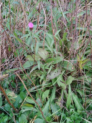Centaurea nigra (black knapweed)
