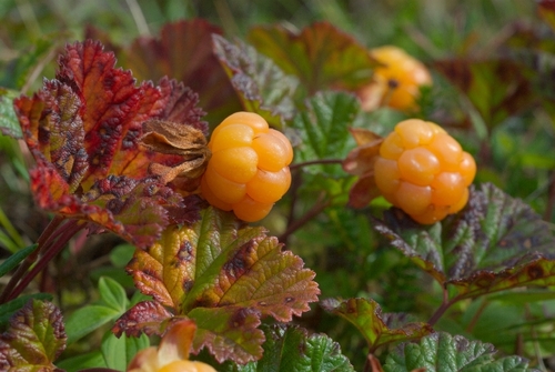 Rubus chamaemorus (cloudberry)