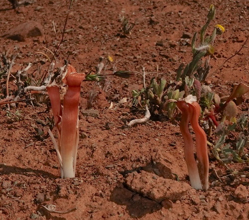 Trachyandra (Capespinachs)