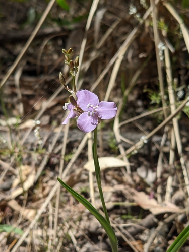 Murdannia graminea (Grass Lily) (alternate view 5)