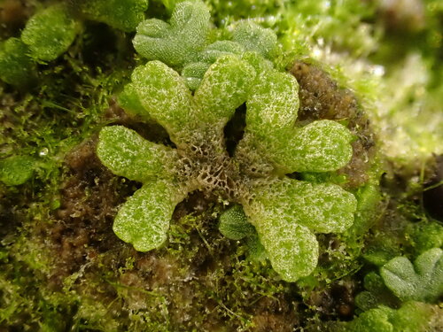 Riccia (Crystalworts) (alternate view 4)