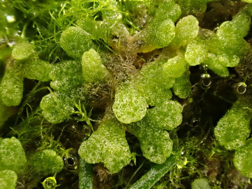 Riccia (Crystalworts) (alternate view 6)