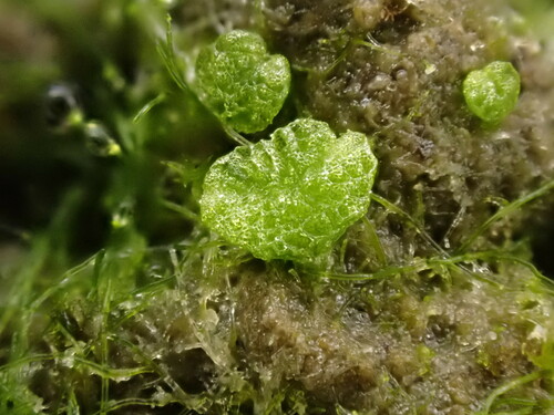 Riccia (Crystalworts) (alternate view 7)
