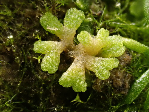 Riccia (Crystalworts) (alternate view 8)