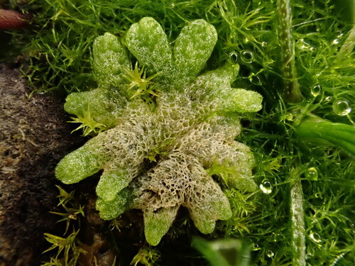 Riccia (Crystalworts) (alternate view 5)