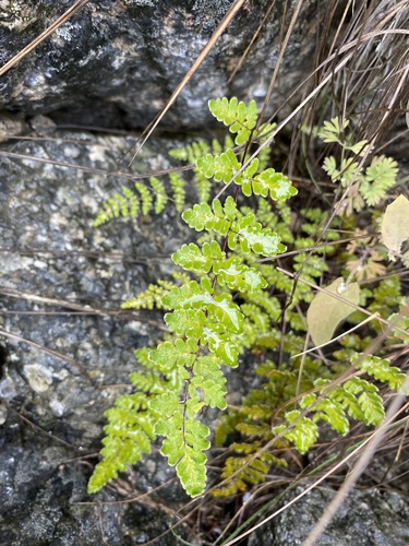 Cheilanthes (Lip Ferns) (alternate view 10)