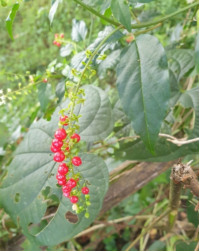 Rivina humilis (pigeonberry)