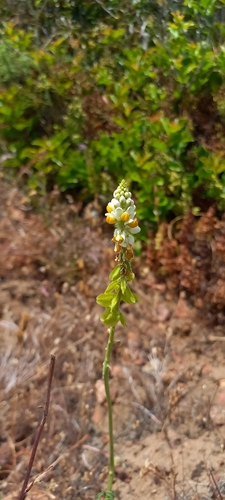 Monnina (alternate view 6)