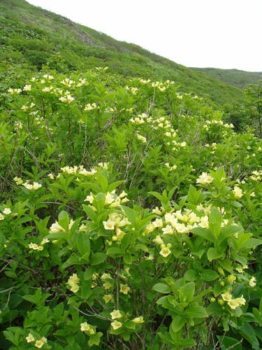 Weigela (Weigela bushes) (alternate view 7)