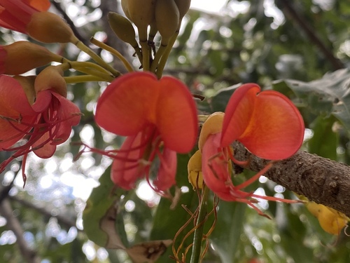 Castanospermum australe (Blackbean) (alternate view 2)