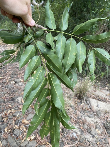 Castanospermum australe (Blackbean) (alternate view 3)