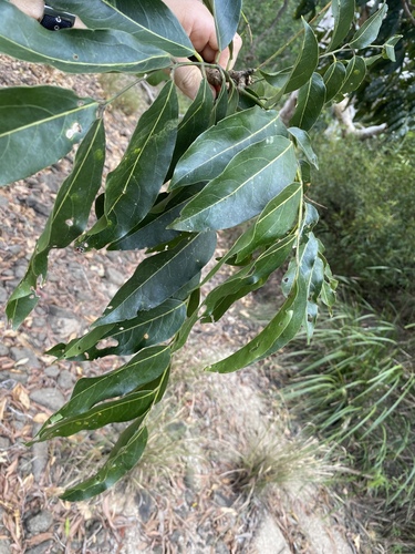 Castanospermum australe (Blackbean) (alternate view 4)