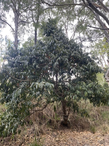 Castanospermum australe (Blackbean) (alternate view 5)