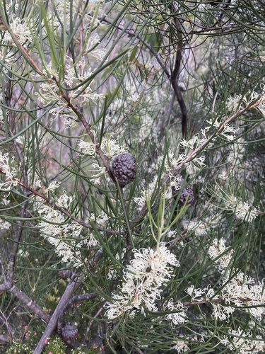 Hakea lissosperma (Mountain Needlewood)