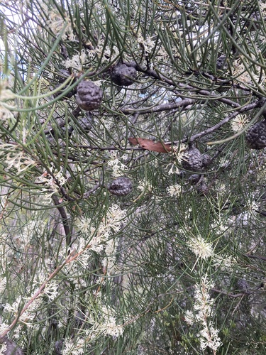 Hakea lissosperma (Mountain Needlewood) (alternate view 2)